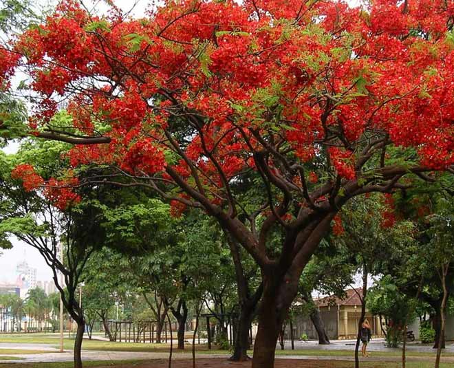 make gulmohar flower room freshener spray