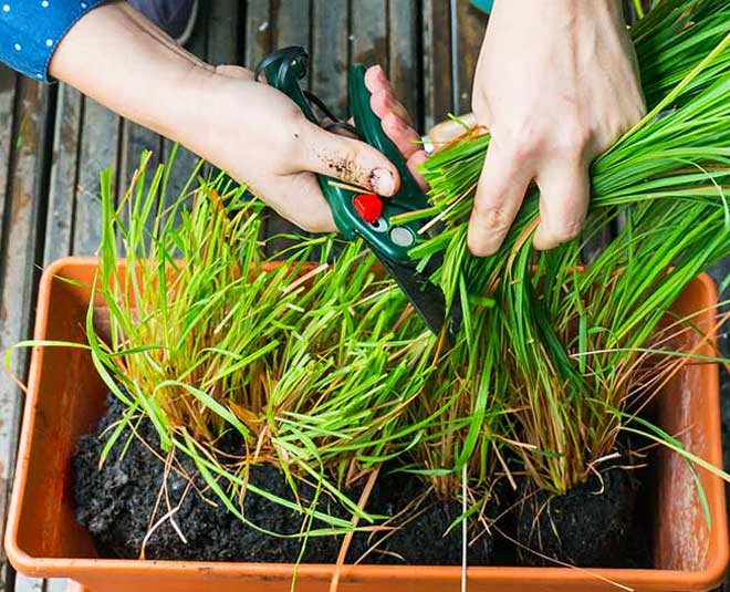 make lemongrass natural pesticide spray