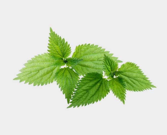 nettle-leaf-health-benefits-in-hindi-nettle-leaf-health-benefits