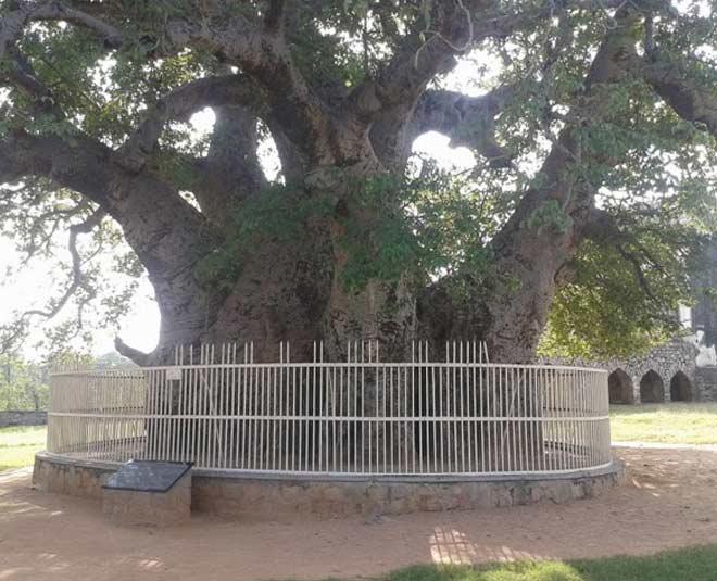 400 साल पुराना पेड़ oldest tree in the fort