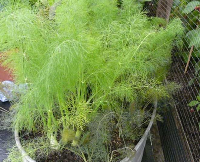 picture of a fennel plant