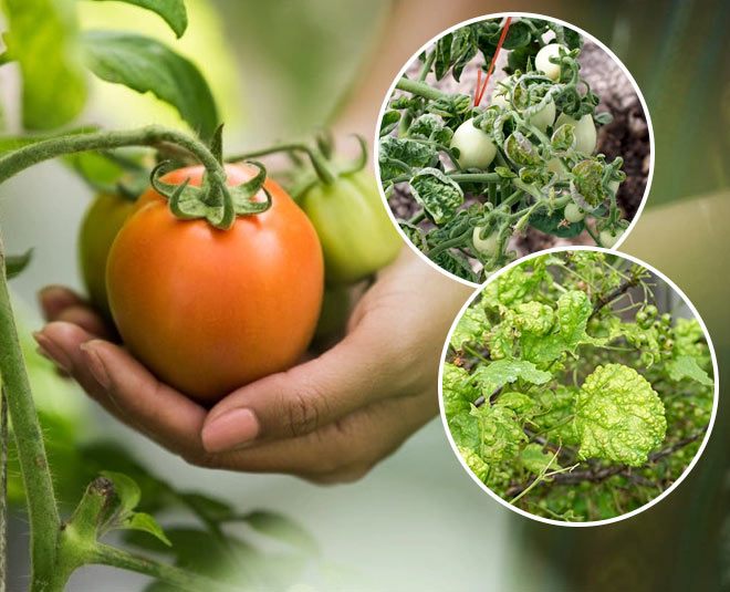 raised vegetable gardening tips