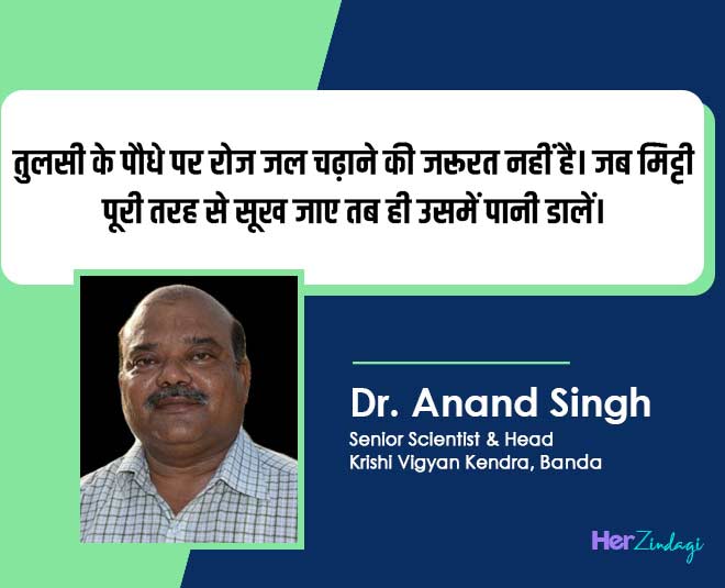 revive  dying  tulsi  plant  by  expert