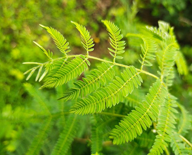 shami plant benefits for home