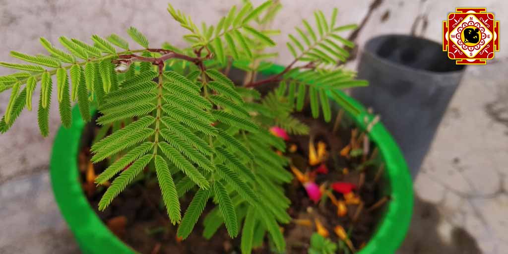 Vastu Tips And Benefits Of Shami Plant At Home In Hindi vastu tips