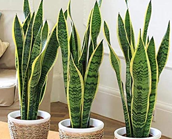 snake plant