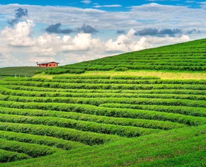 tea estates in munnar