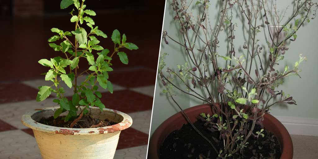 Expert Tips And Tricks How To Revive Dying Tulsi Plant how to revive