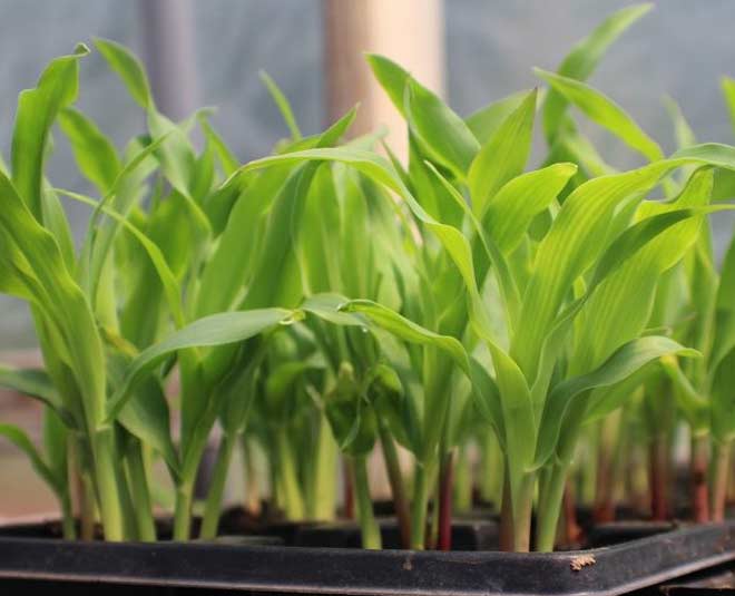 tips to grow plant at home