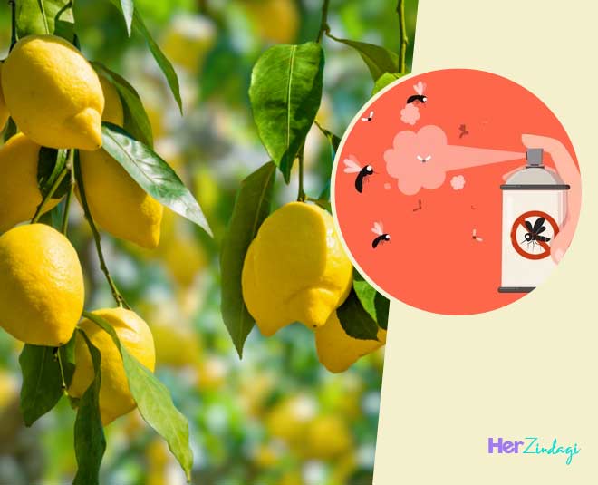 tips to make homemade lemon leaf natural bug spray