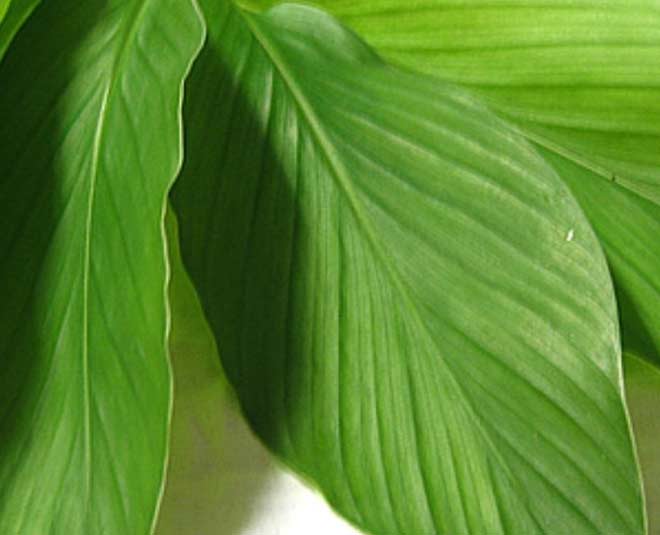 turmeric leaves uses in hindi inside 