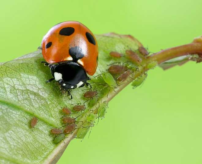 uses of kerosene oil inside 