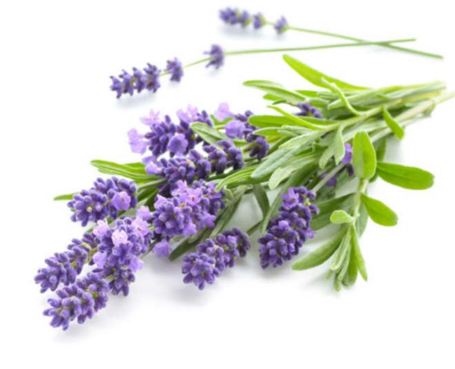 Learn How To Use Lavender Leaves In 5 Effective Ways | HerZindagi