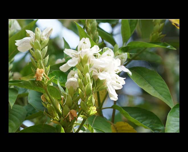 vasaka plant benefits in hindi