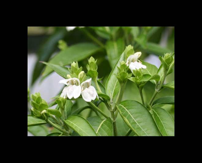 vasaka plant health benefits