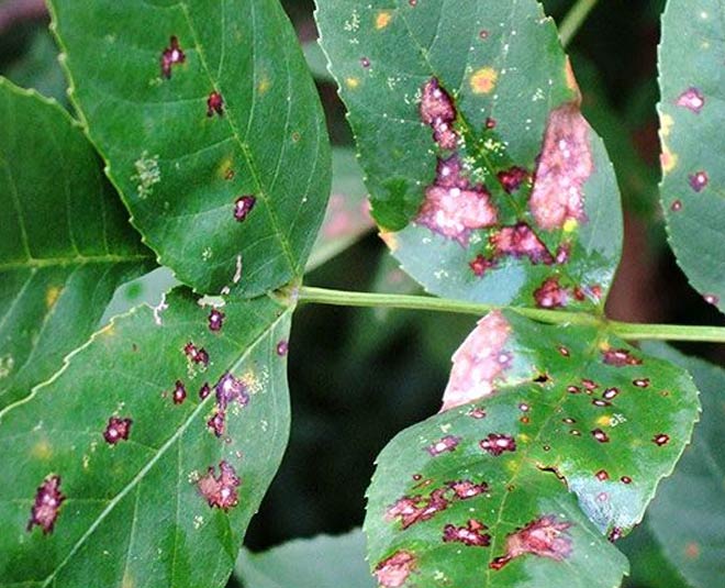 vegetable gardening tips