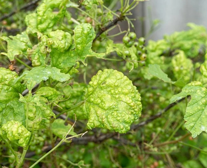 vegetable growing tips