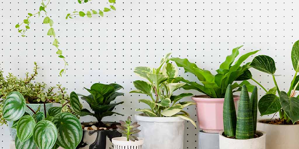 Beautiful Indoor Plants Name in Hindiघर को खूबसूरत लुक देने के लिए