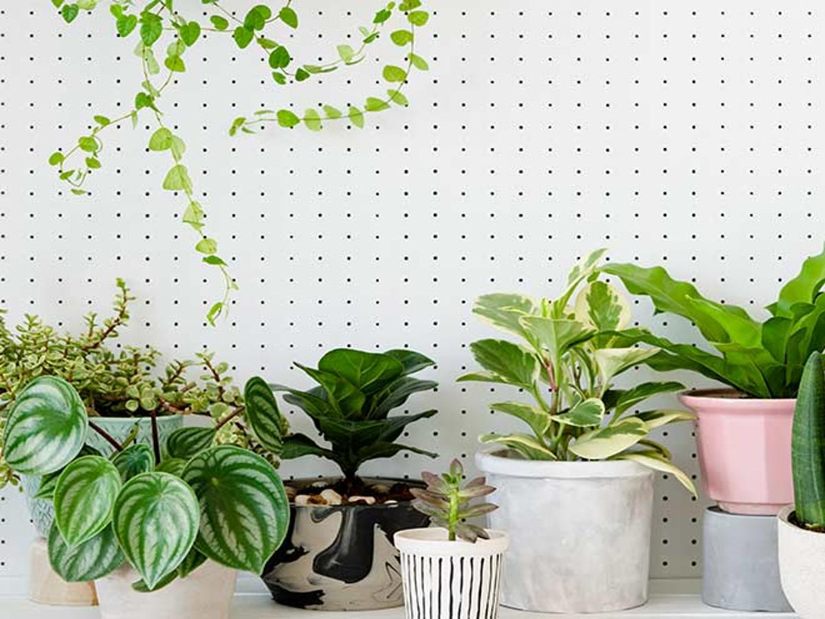 Indoor Plants Names And Pictures In Hindi