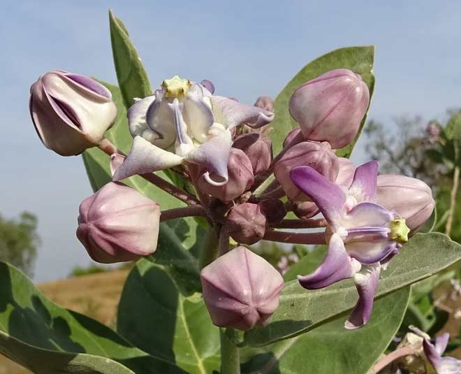 aak plant vastu tips