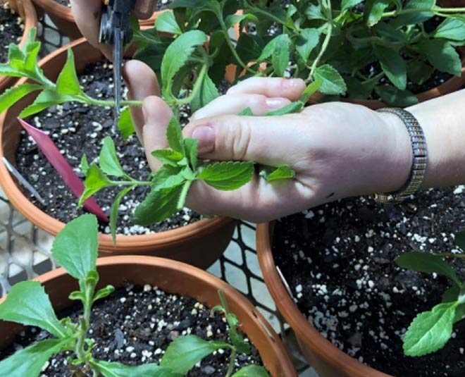 benefits of stevia plant