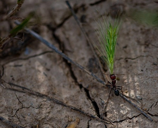 borax uses for garden area