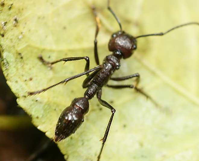 bullet ant