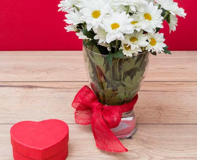 chamomile plant for home