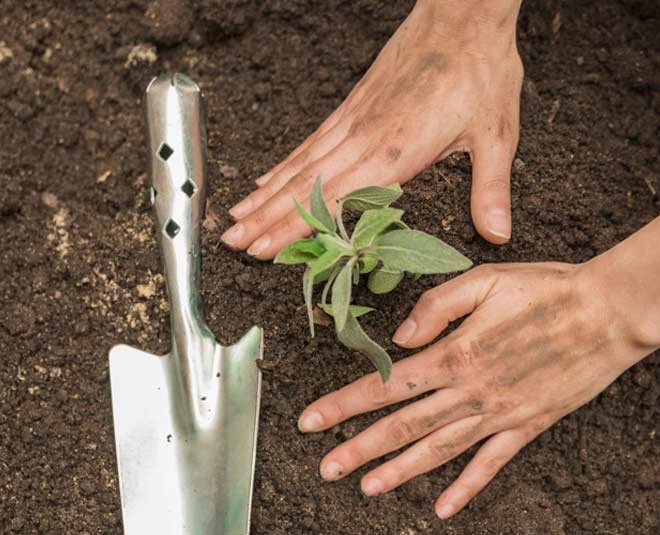 coconut water using tips in hindi