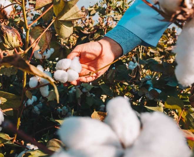 cotton city coimbatore