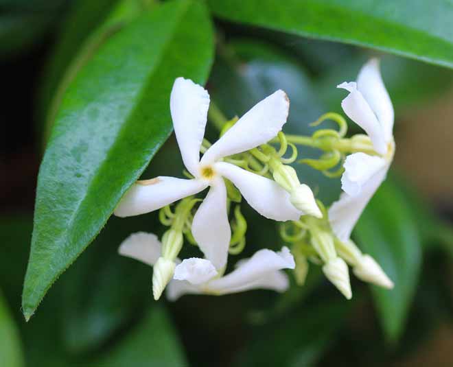 Easy to Grow Creeper Plants for Winter easy to grow creeper plants