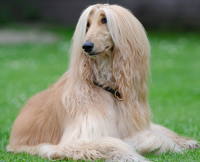 cute expensive dog breeds