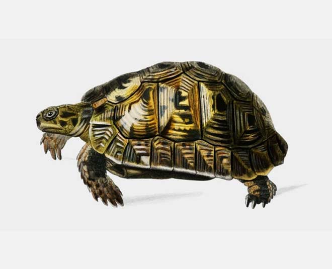 फेंगशुई कछुआ fengshui turtle