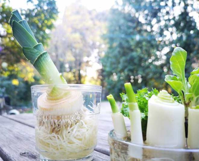 green onion gowing tips in water