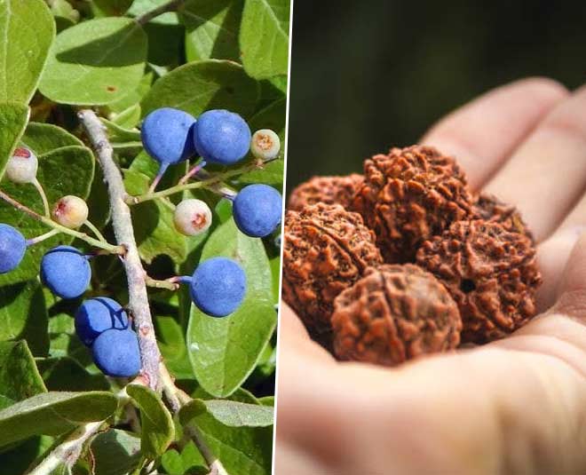 How to Grow Rudraksha Plant at Home