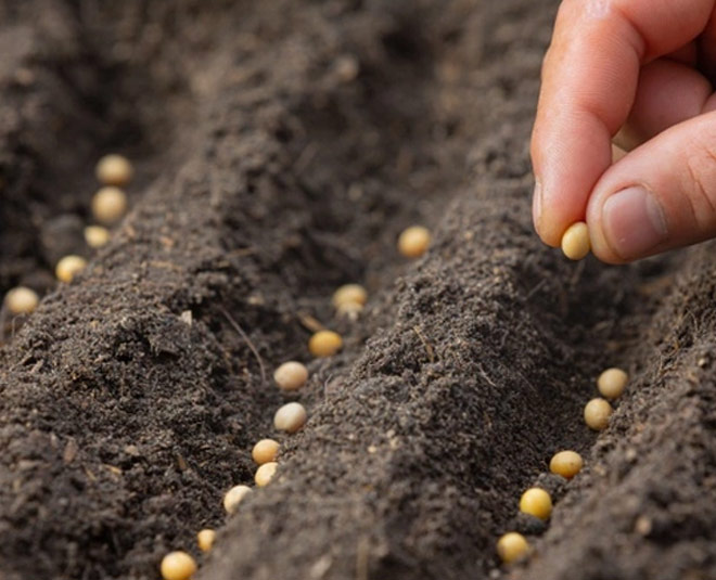 how to grow stevia plants