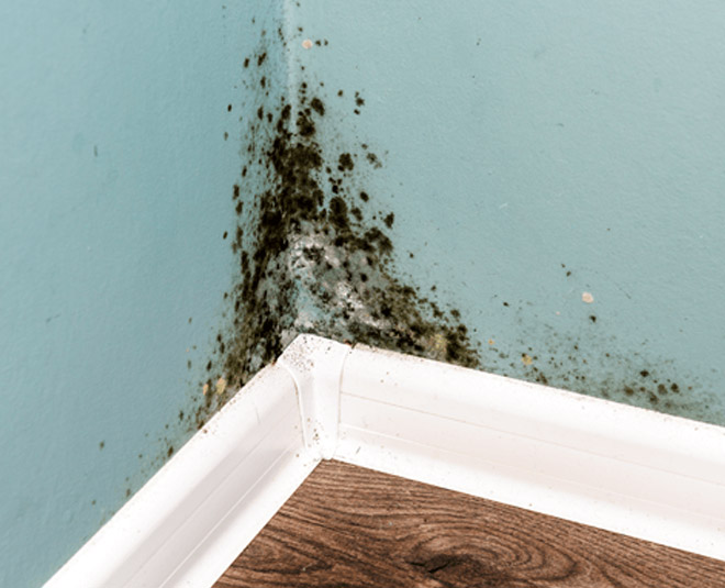 how-to-remove-black-mold-from-drywall-in-hindi-how-to-remove-black