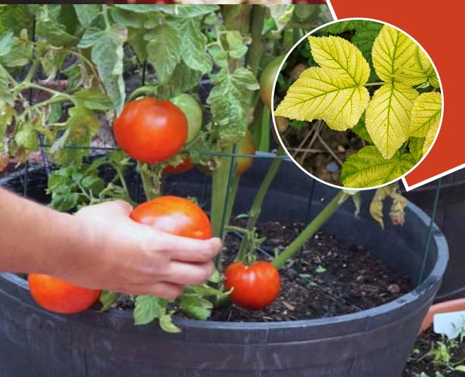 How to Remove Yellow Leaves from Tomato Plants in Hindi how to remove