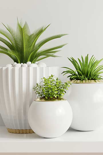 5 Decorative Plants You Should Invest In | HerZindagi