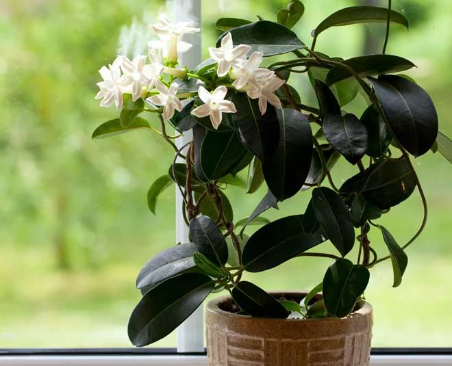 jasmine indoor plant