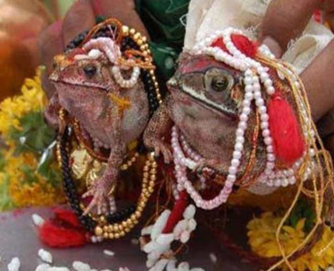 मेंढक की शादी know about strange traditions of india inside