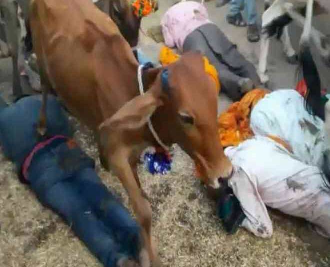 पीठ के ऊपर से गायों का चलना know about strange traditions of india inside