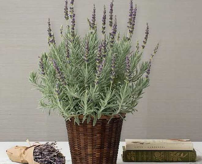 lavender plant for home