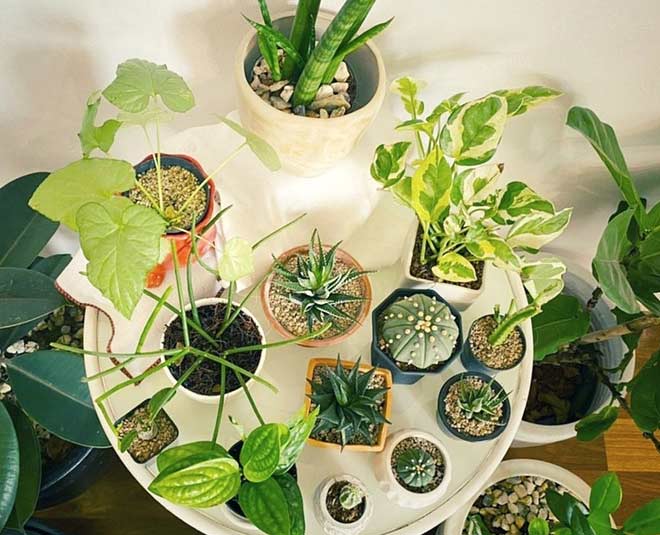ताजे फूल लगाएं live plants at home