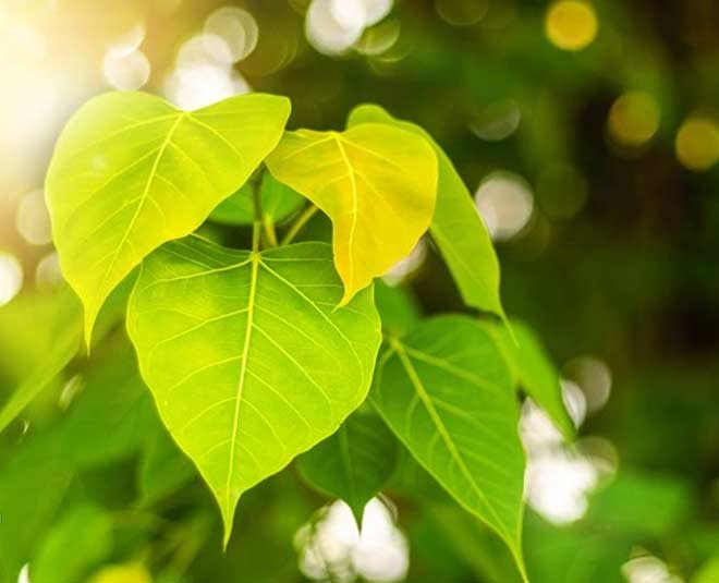 peepal tree astro tips