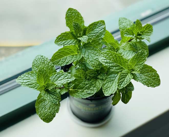 peppermint plant for home