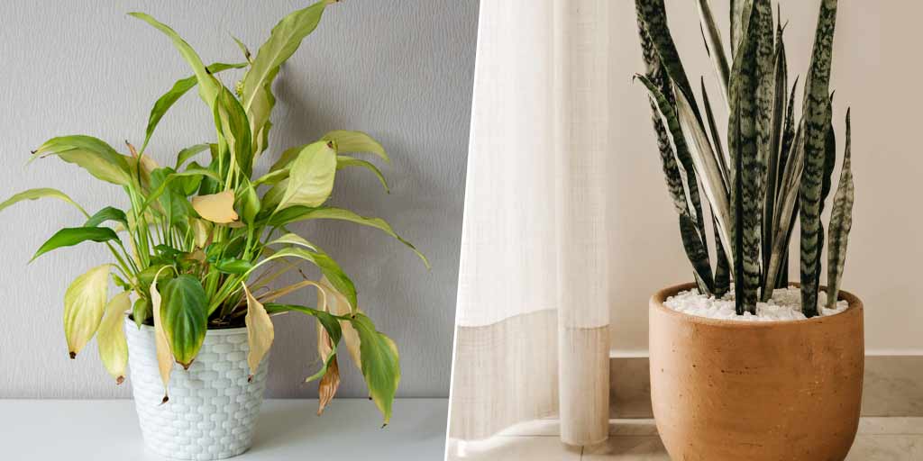 How To Keep My Outdoor Plants Alive In Winterसर्दियों में मुरझा रहे