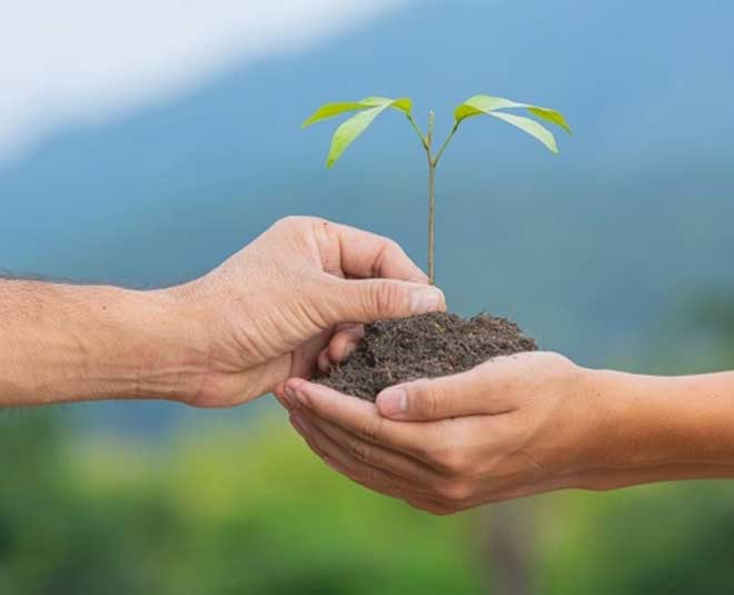 plants root talcome powder