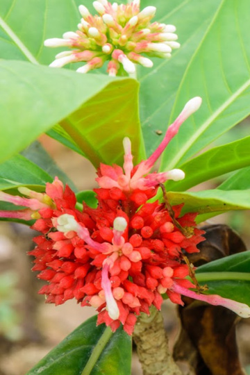 Rauwolfia Serpentina Or Indian Snakeroot Plant Health Benefits