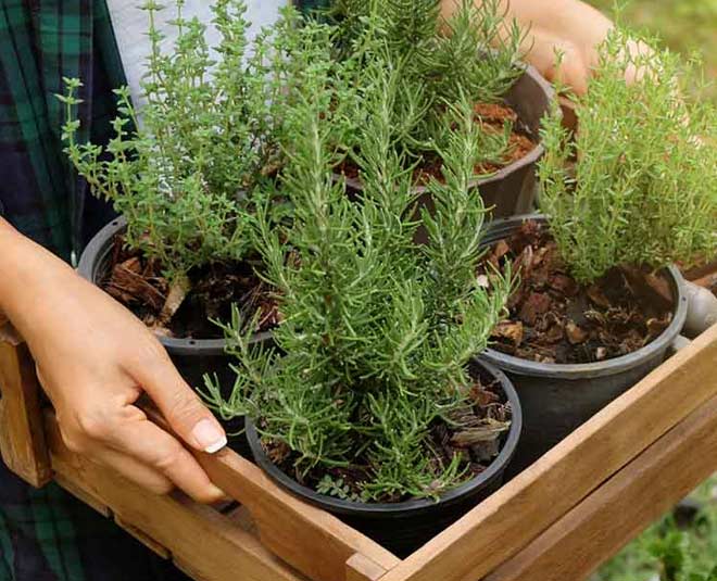 rosemary indoor plants